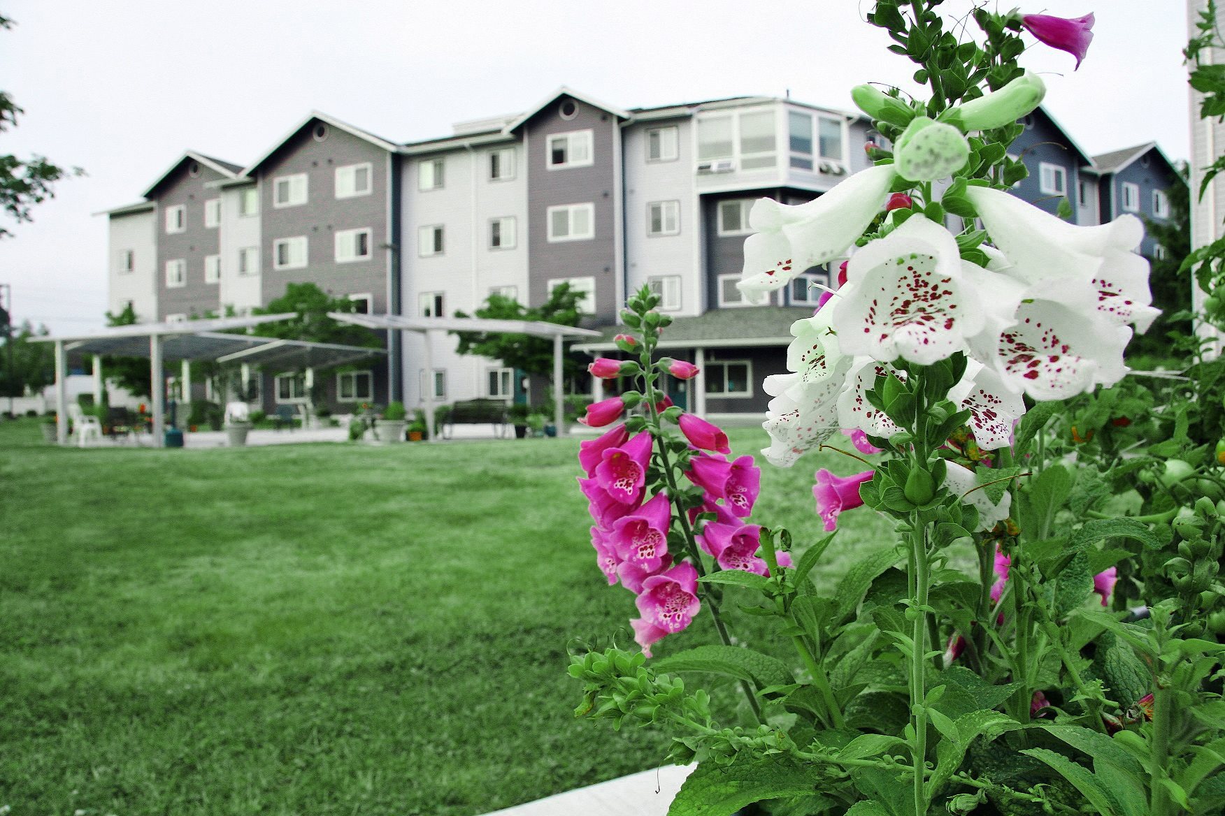 meadow flowers back patio